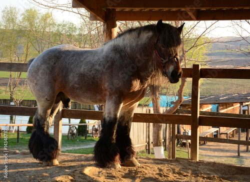 Fototapeta Naklejka Na Ścianę i Meble -  Beautiful heavy horse grazes on a farm on a sunny day