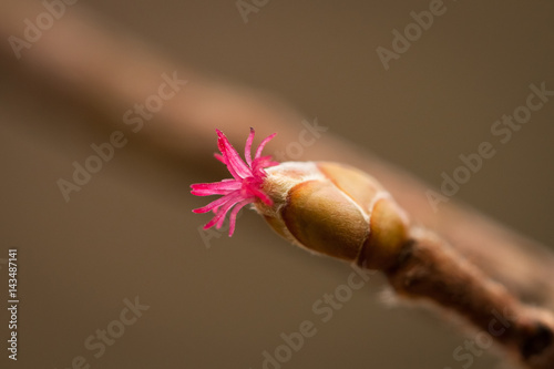 Bud Of Inflorescence Of Corylus Avellana (Common Hazel) Spring.