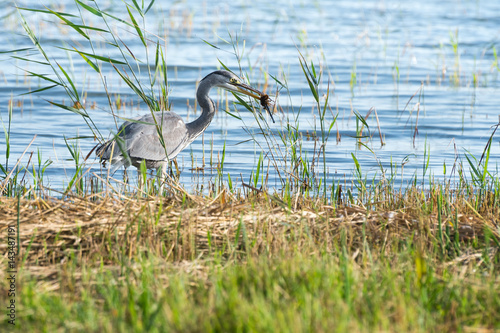 Daneben gegriffen: Graureiher auf Nahrungssuche fängt Grasbüschel statt Fisch. Ardea cinerea, Nestbau, Teilerfolg, Irrtum, Schreitvögel, Pechvogel