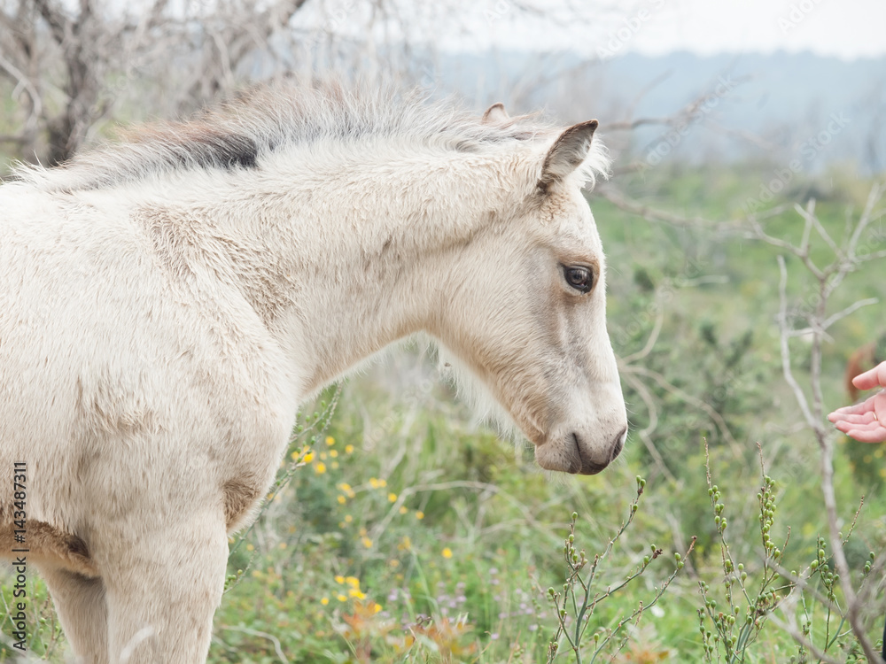portrait of half-wild cream foal. Israel portrait of half-wild cream foal. Israel