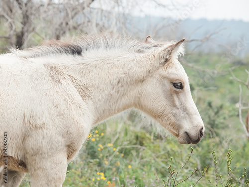 portrait of half-wild cream foal. Israel