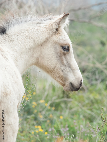 portrait of half-wild cream foal. Israel