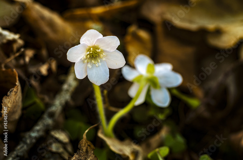 Hepatica liverwort flower