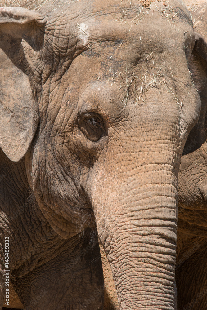 Fototapeta premium Asian Elephant