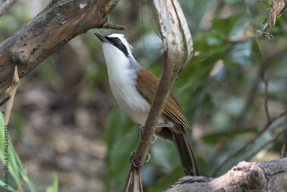 Bird (White-crested Laughingthrush) on a tree Bird (White-crested Laughingthrush) on a tree