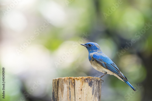 Bird (Blue-and-white Flycatcher) on a tree photo