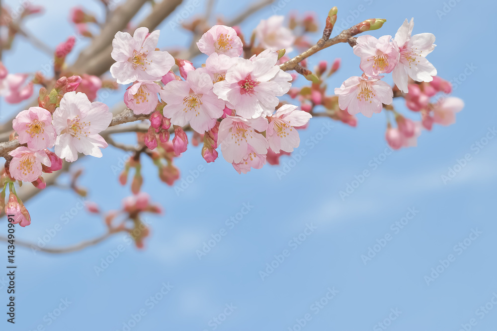 桜の開花イメージ