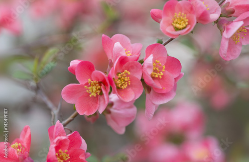 Fototapeta Naklejka Na Ścianę i Meble -  flowers of japanese quince tree - symbol of spring, macro shot with blurry background