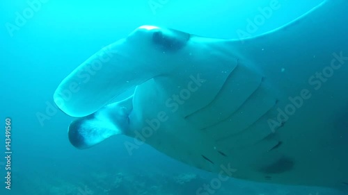 Giant oceanic manta ray (Manta birostris) swims over a coral reef in blue water, Indian Ocean, Maldives
 photo