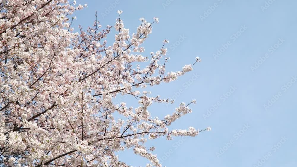 4K 満開の桜と青空　背景用　コピースペース