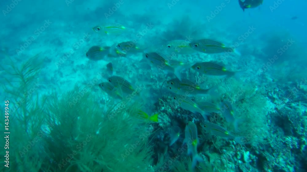 School of fish Large-eye Bream (Gnathodentex aureolineatus) next to the coral reef, Indian Ocean, Maldives
School of fish Large-eye Bream (Gnathodentex aureolineatus) next to the coral reef, Indian Ocean, Maldives