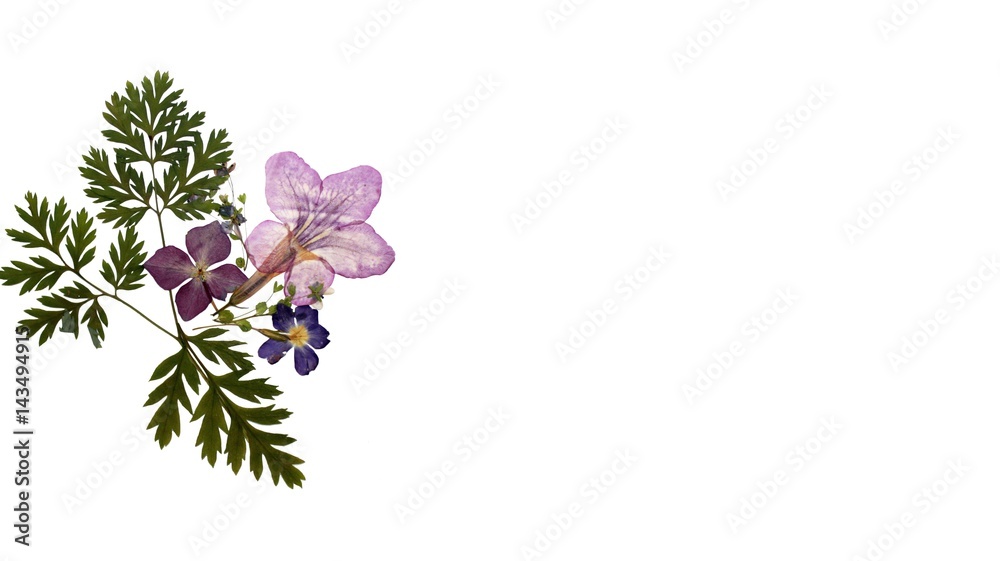 Fotografie Romantic white blank background with pressed isolated flowers decor