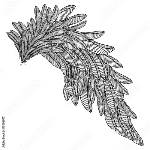 Vintage wing isolated on white background. Design elements for logo, label, emblem. Heraldic hand drawn wing for tattoo. Vector.