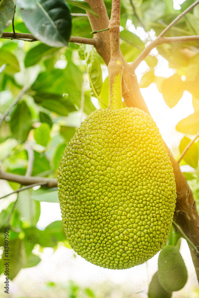 Jackfruit Tree and young Jackfruits in garden Jackfruit Tree and young Jackfruits in garden