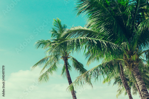 Coconut palm trees tropical background  vintage