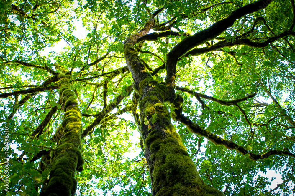 Fototapeta premium Tree skward