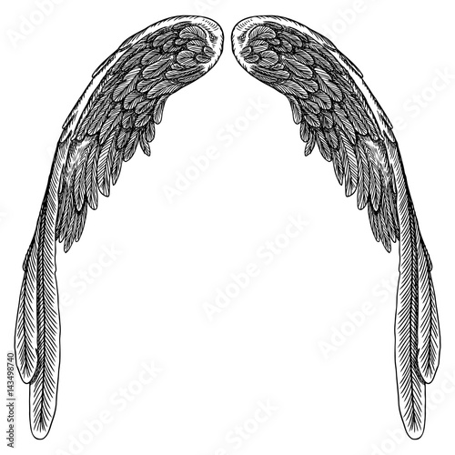 Spread set of wings. Hand drawn etched woodcut vintage style pair of wing collection vector.