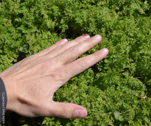 A hand is stroking the grass. Love of nature. Spring joy