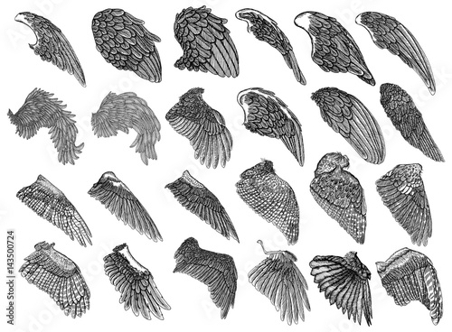 Set of hand drawn vintage etched woodcut angel or bird detailed wings. Heraldic wings for tattoo and mascot design. Isolated sketch collection vector. Card, poster, t-shirt, smart phone, CD print.