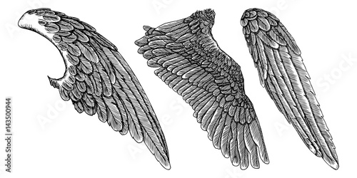 Wings set. Hand drawn detailed bird wings collection. Vector.
