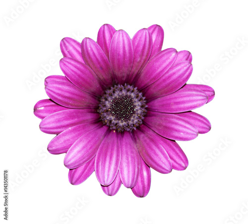 pink chrysanthemum isolated on white background