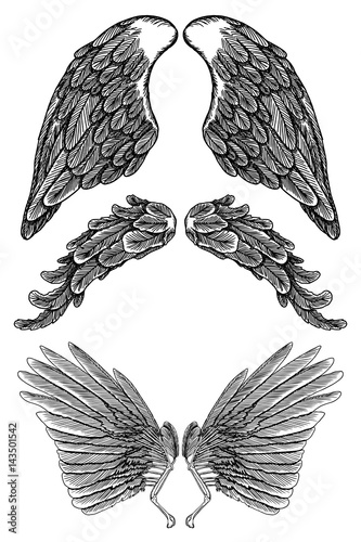 Heraldic wings set for tattoo and mascot design. Isolated vector illustration collection wings.