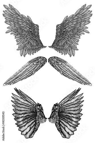 Heraldic wings set for tattoo and mascot design. Isolated vector illustration collection wings.