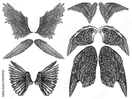 Wings pair set. Hand drawn detailed bird and angel wings. Vector.