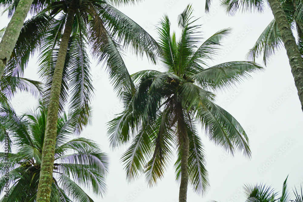 Coconut palms.