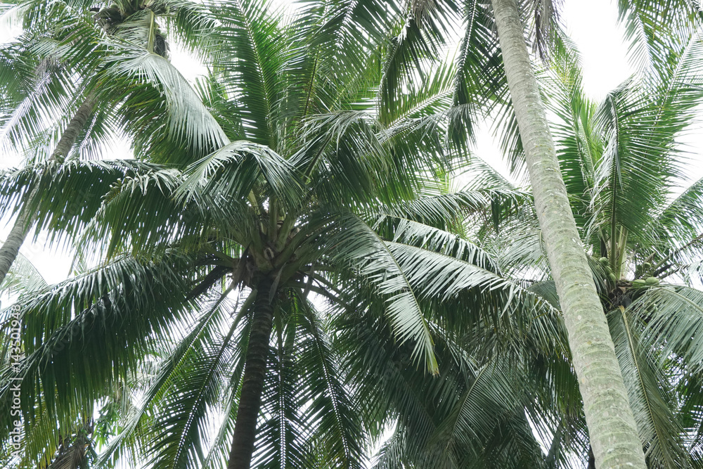 Coconut tree is a tall green tree brown. Coconut tree is a tall green tree brown.
