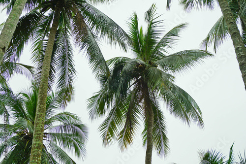 Coconut palms.