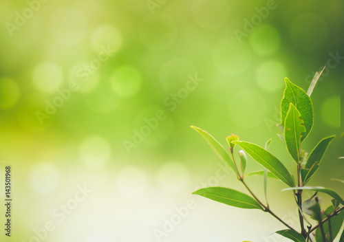 Green nature with copy space using as background or wallpaper.