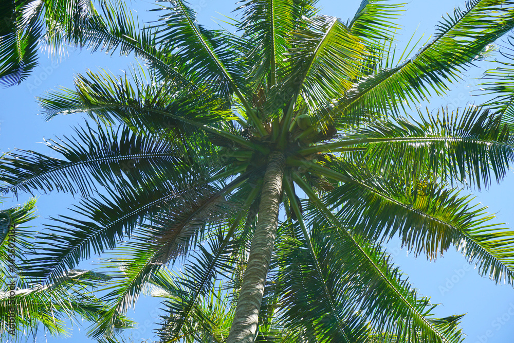 Coconut palm tree on blue sky background