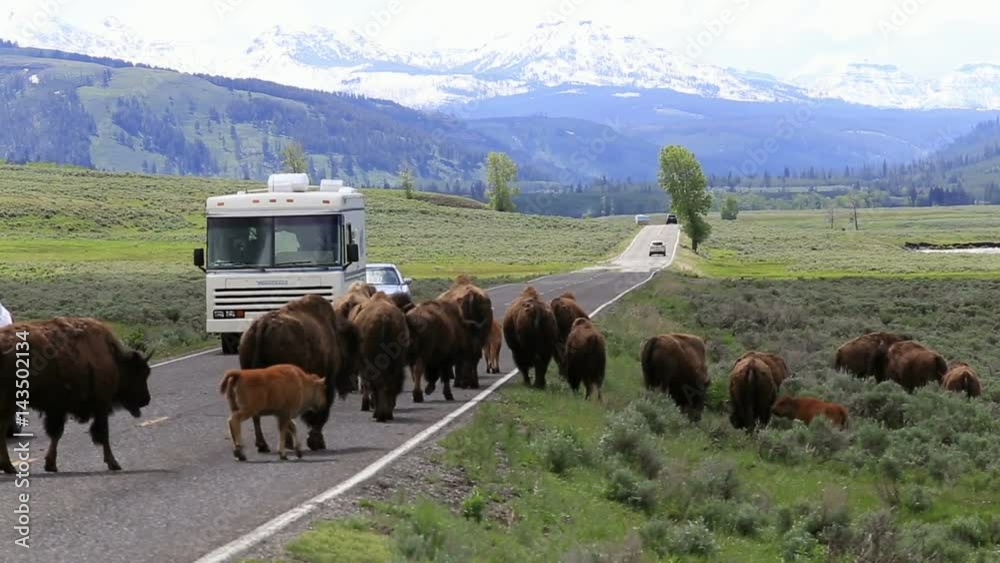 A herd of Bison stopping cars as they are crossing the road. A herd of Bison stopping cars as they are crossing the road.