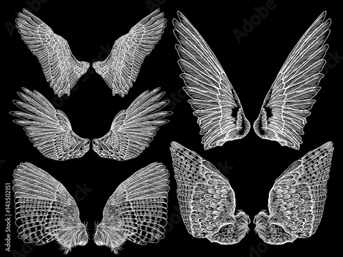 Spread set of wings. Hand drawn etched woodcut vintage style pair of wing collection vector.