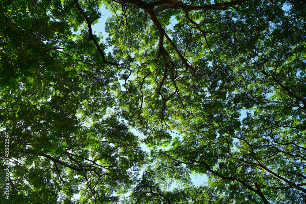 Spring Sun Shining Through Canopy Of Tall Tree. Sunlight In Deciduous Forest, Summer Nature, Sunny Day. Upper Branches Of Tree With Fresh Green Foliage. Spring Sun Shining Through Canopy Of Tall Tree. Sunlight In Deciduous Forest, Summer Nature, Sunny Day. Upper Branches Of Tree With Fresh Green Foliage.