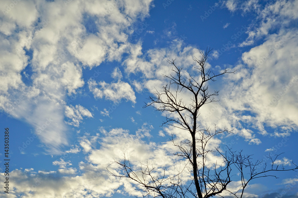 Dry tree on blue sky background .