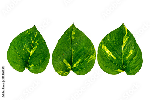 Green leaf on white