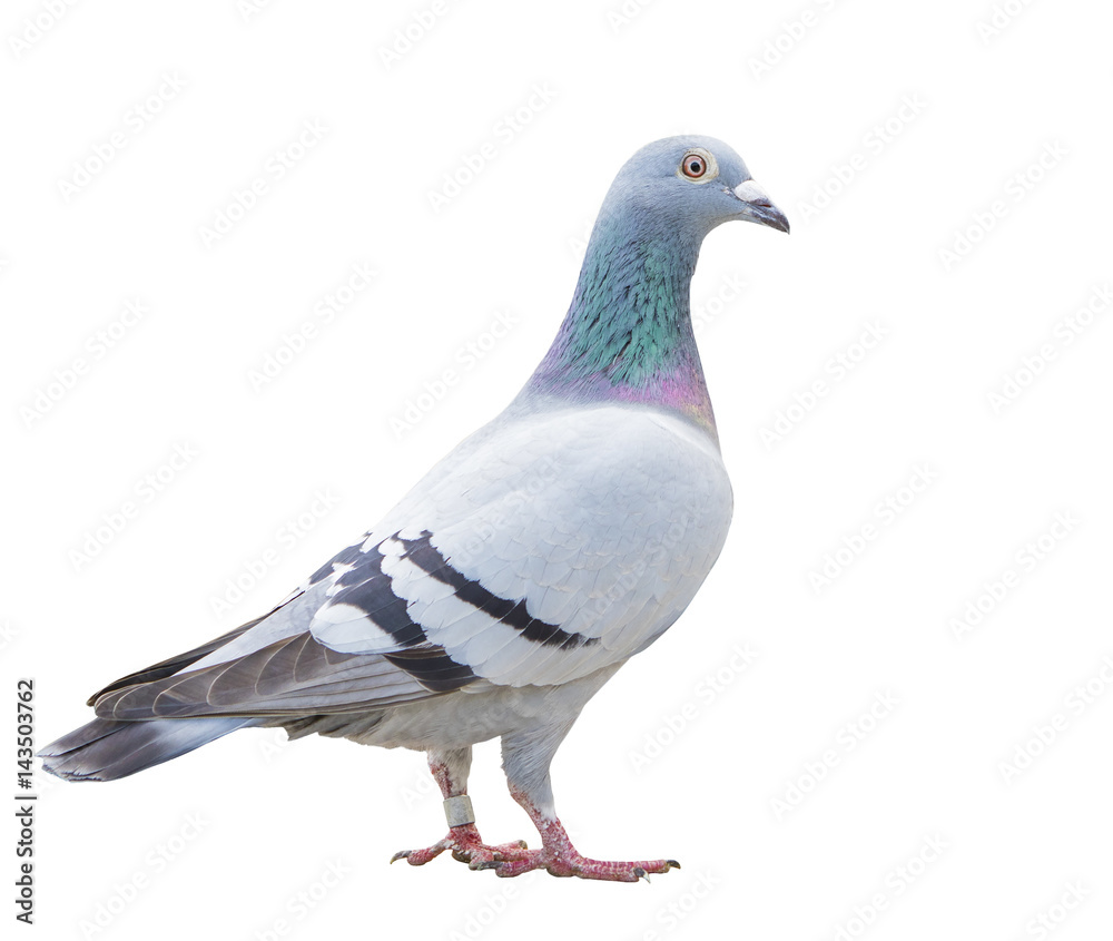 close up fulll body of speed racing pigeon bird isolate white background - obrazy, fototapety, plakaty 