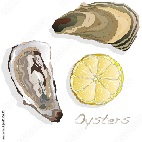 Fresh opened oyster on white