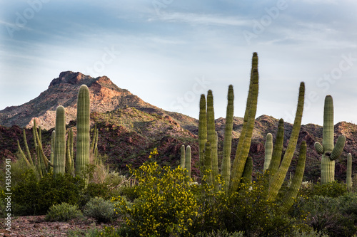 The morning dawns over the Sonoran Desert in Organ Pipe National Monument.