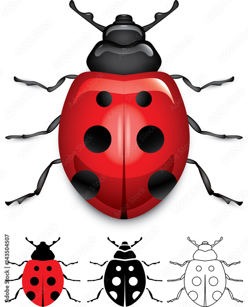 Fototapeta premium Ladybug