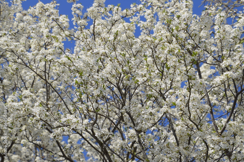 Spring flowering trees. Pollination of flowers of plum. Blooming wild plum in the garden