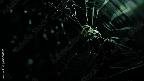 Spider Runing on Network. Nightvision HD Slowmotion. Thailand. photo