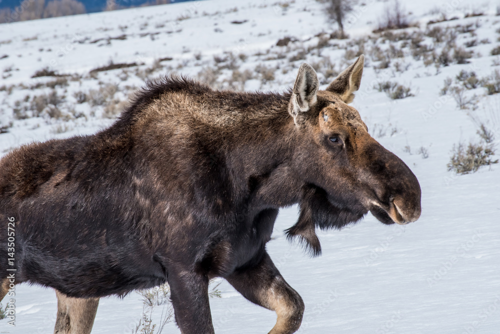 Fototapeta premium A moose in the Winter with snow in national park