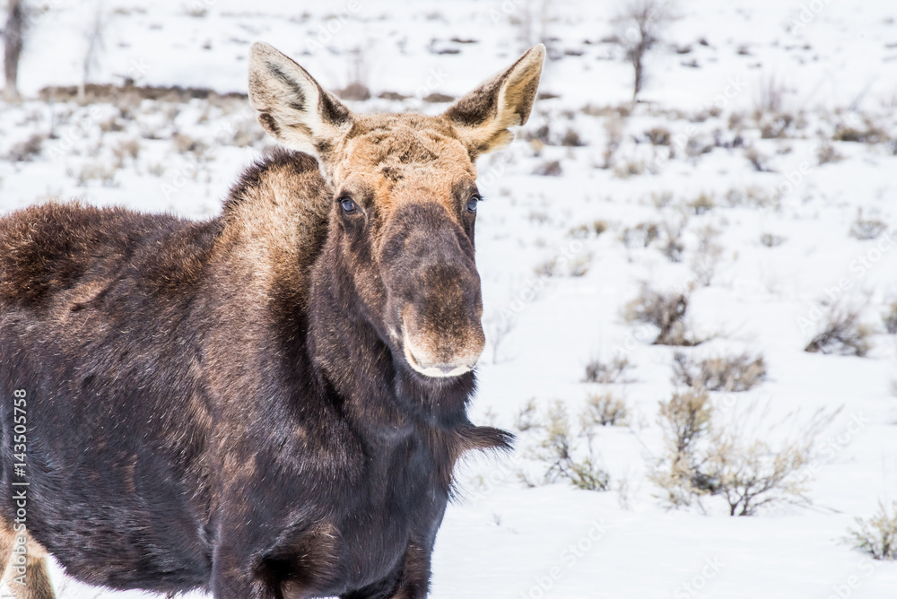 Fototapeta premium A moose in the Winter with snow in national park