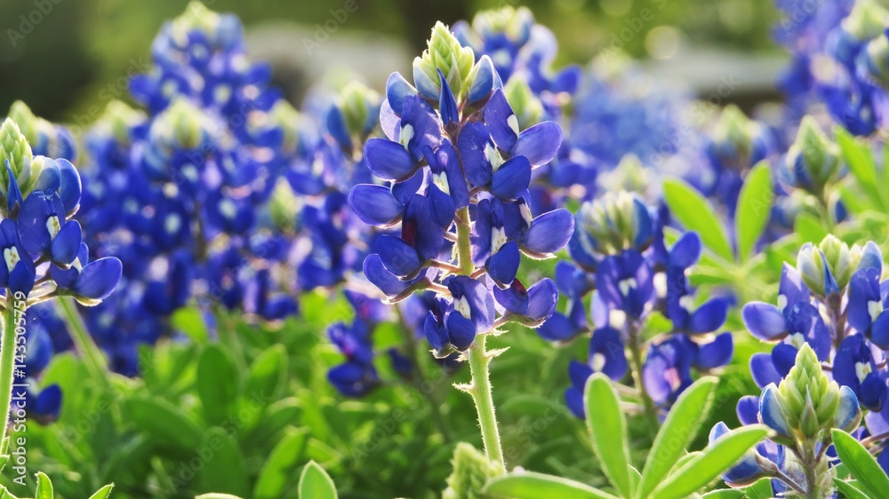 Beautiful Field Texas Bluebonnets Beautiful Field Texas Bluebonnets