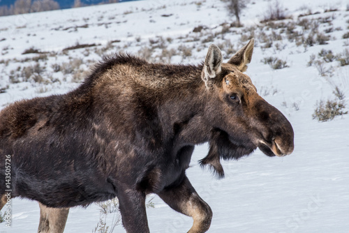 A moose in the Winter with snow in national park