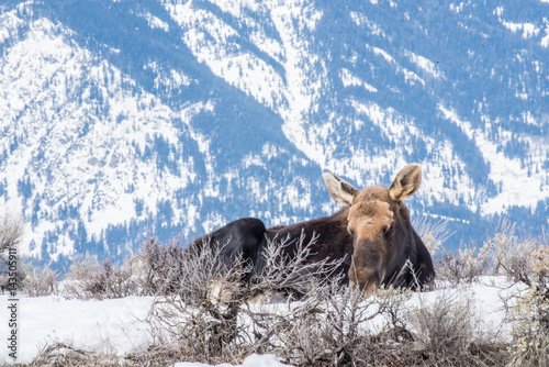 Moose in winter is laying down on the snow in national park of north of usa