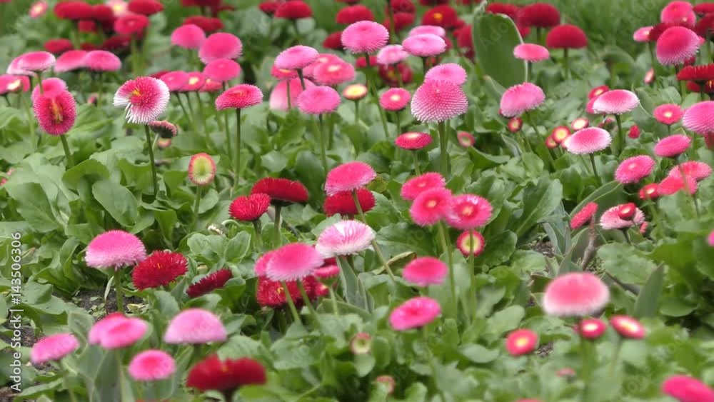 Garden of beautiful red and pink flowers. Garden of beautiful red and pink flowers.